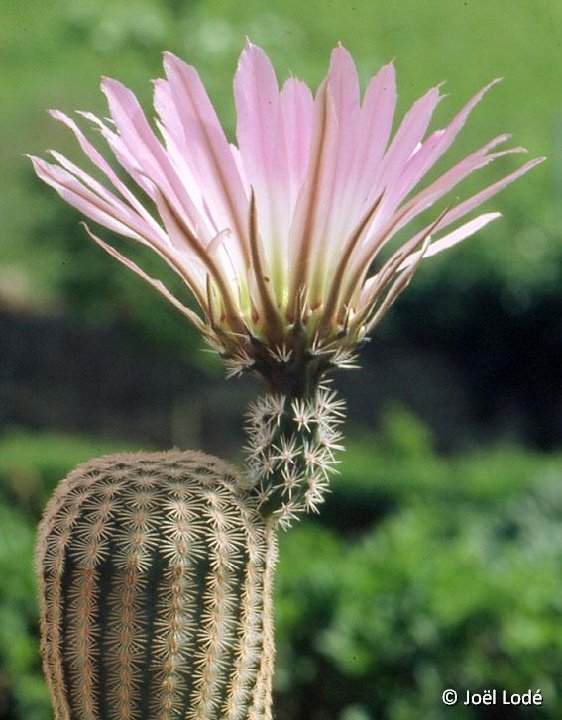 Echinocereus pectinatus JLcoll.1230